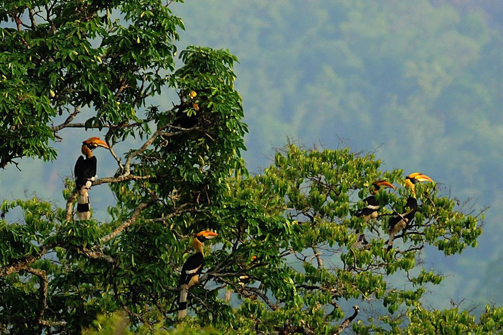 テッカディ Periyar Woods Bed & Breakfast エクステリア 写真